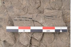Foto (Detailansicht) von Quercus naumanni Ettingshausen (NHMW-GEO-2024-0188-7970)